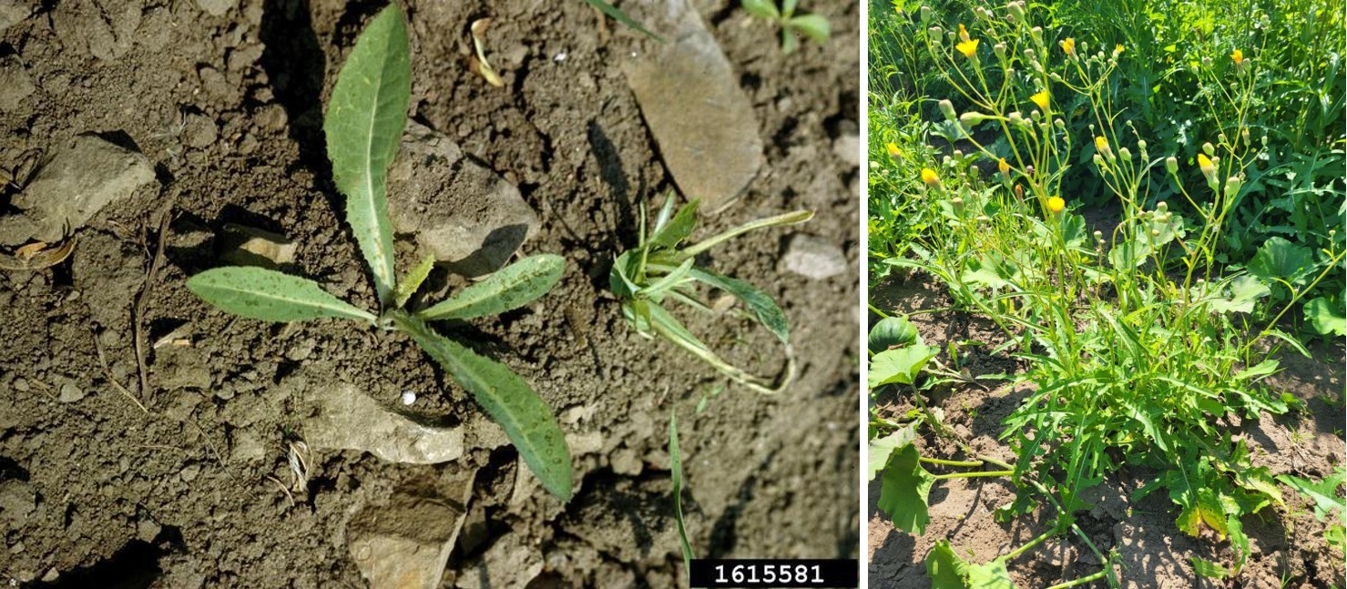 Perennial sow thistle seedling and adult plant.